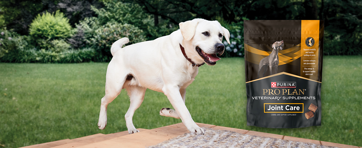 joint care package and white dog